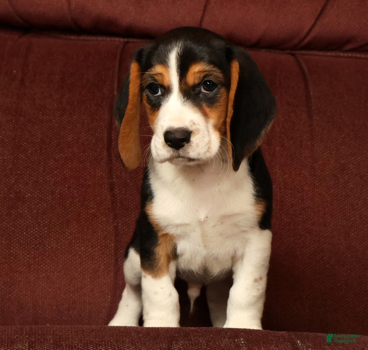 Beagle dogs for sale: Captain - Ad 3