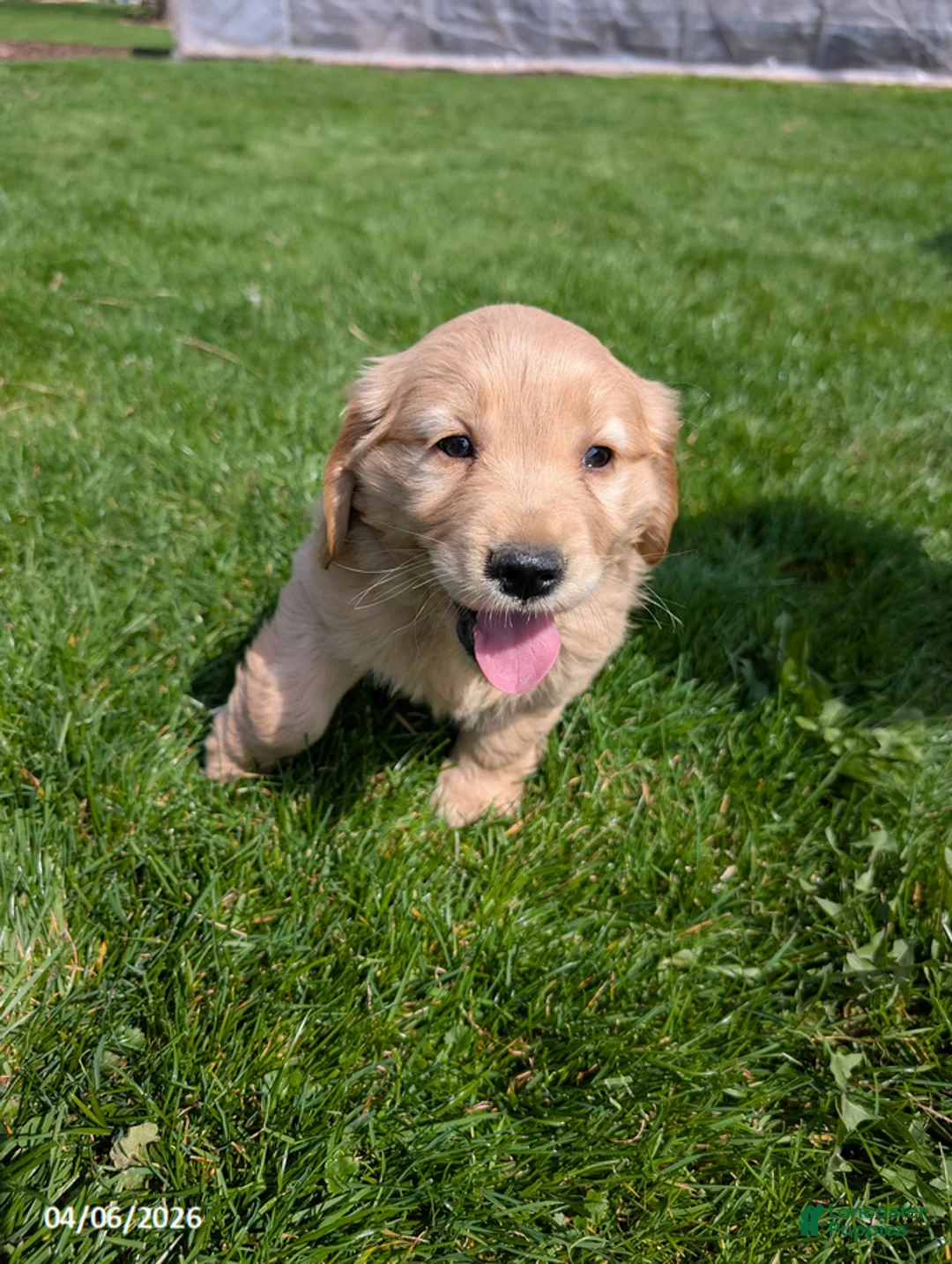 Mixed Breed dogs for sale: Anna - Ad 8