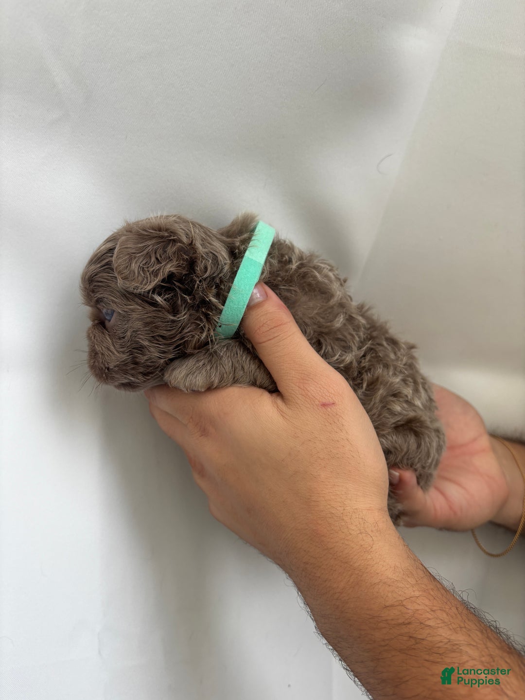 French Bulldog dogs for sale: Ocean - Ad 7