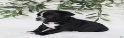 Frenchton dogs for sale: Archie  - Ad 4