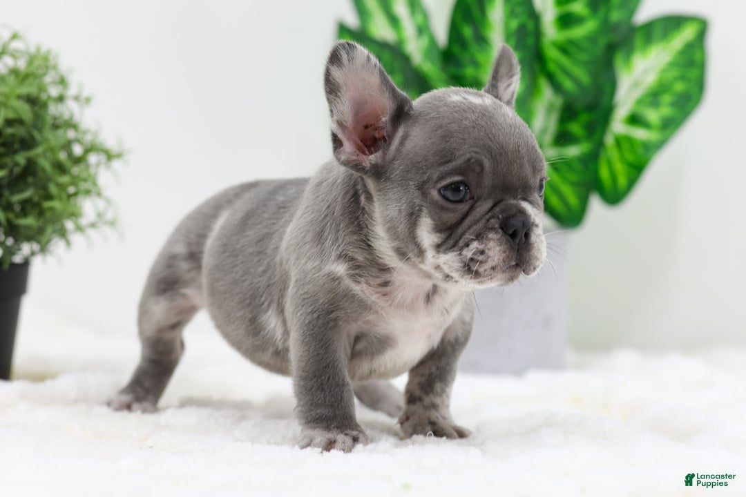 French Bulldog dogs for sale: Edison - Ad 9