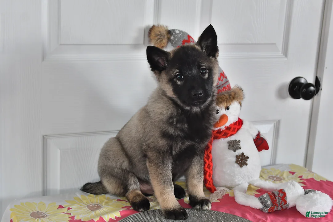 Gallery Image {{count}}