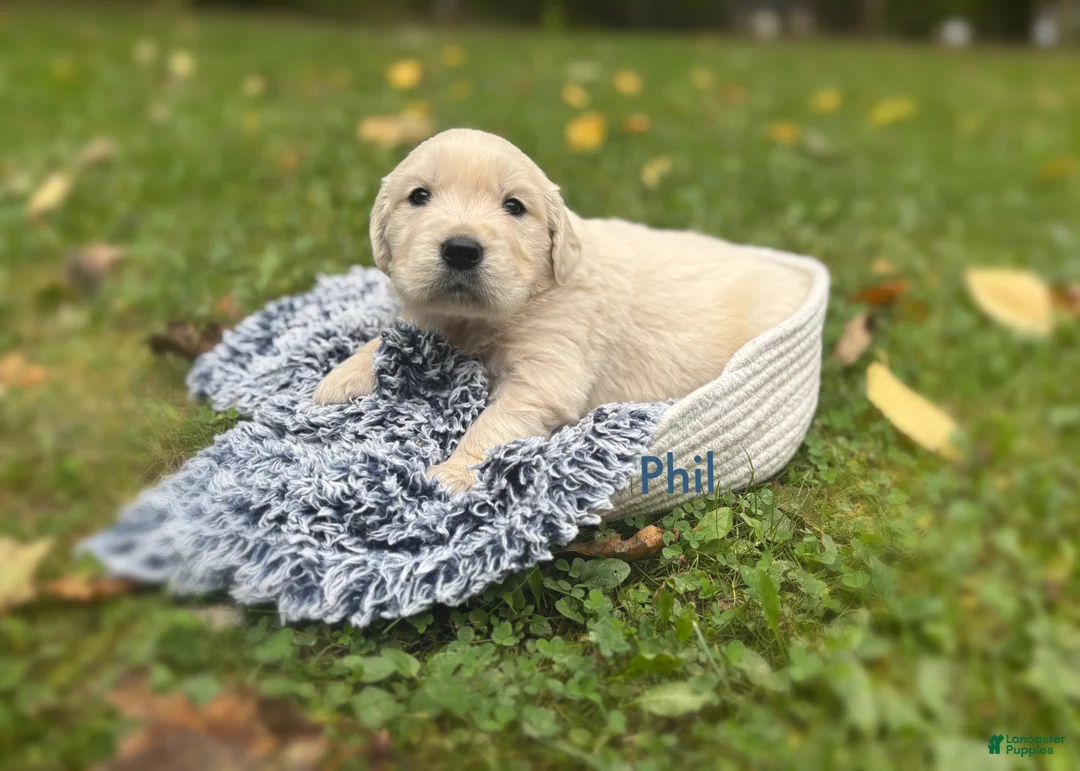 Golden Retriever dogs for sale: Phil - Ad 2