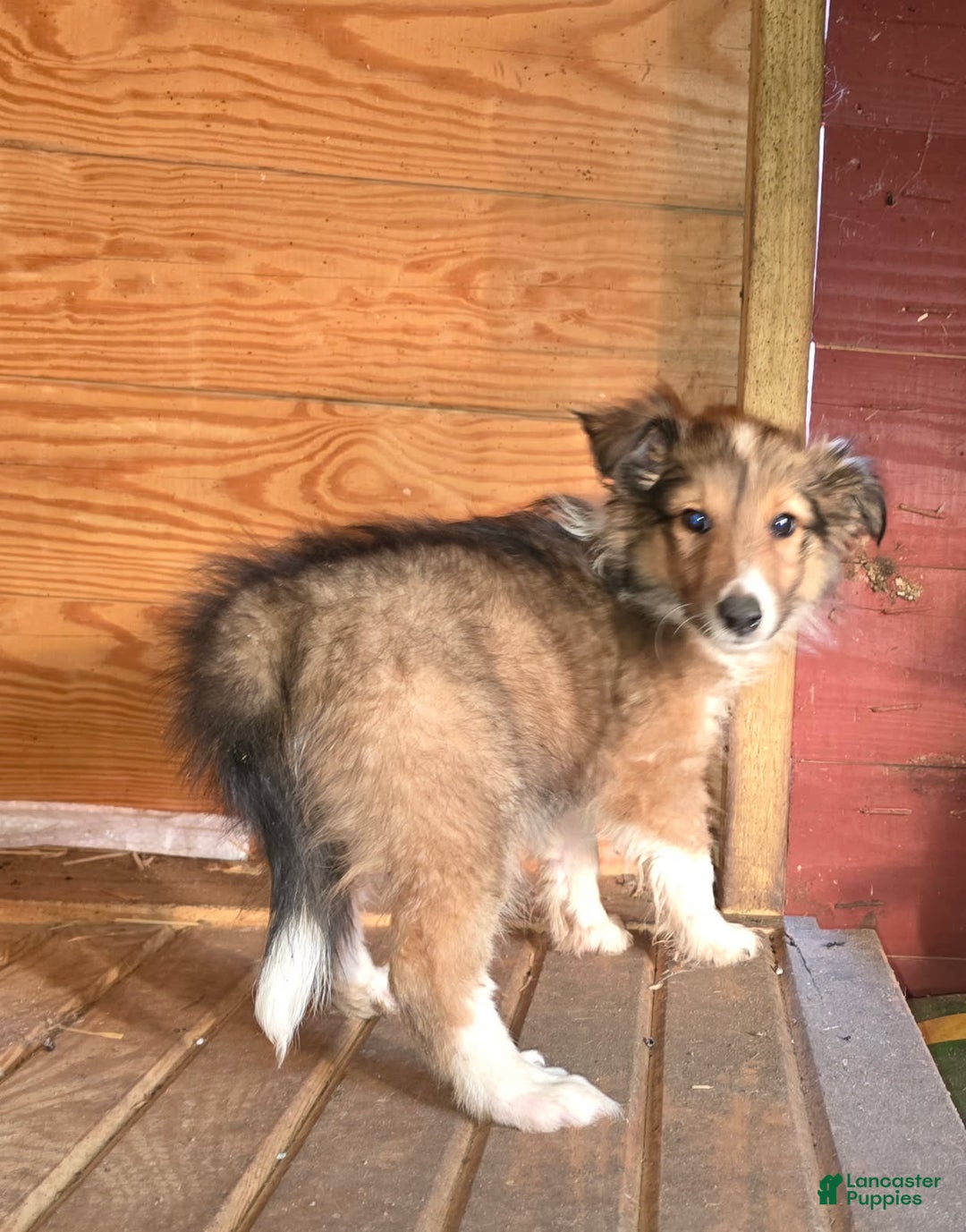 Shetland Sheepdog dogs for sale: Shelly - Ad 2