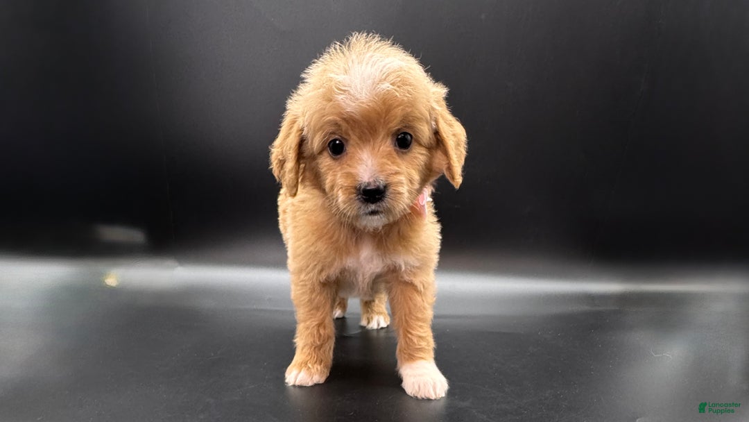 Mini Goldendoodle dogs for sale: Abby F One - Ad 3