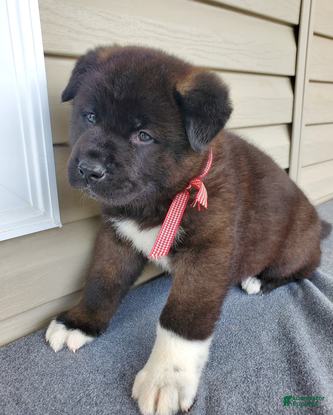 Akita dogs for sale: Bear - Ad 2