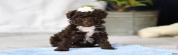 Toy Poodle dogs for sale: Avery - Ad 8