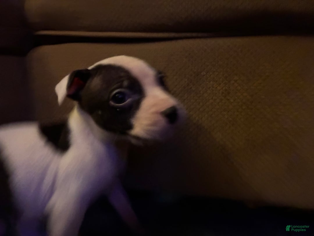 Mixed Breed dogs for sale: Sid - Ad 3