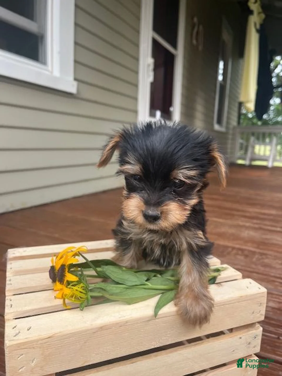Yorkshire Terrier dogs for sale: Axel - Ad 4