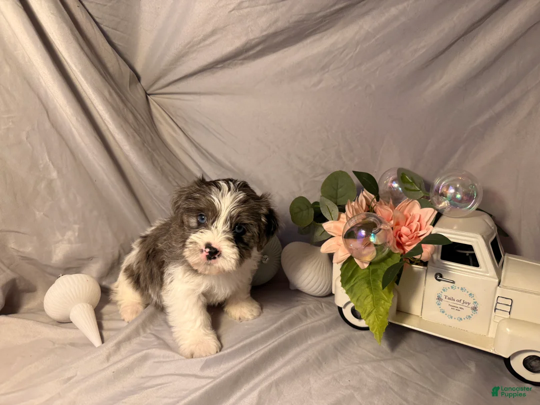 Yorkshire Terrier dogs for sale: Puck  - Ad 1