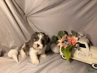 Yorkshire Terrier dogs Puck - Ad 25