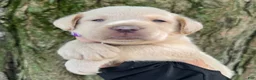Labrador Retriever dogs for sale: Labrador Retriever 1 - Ad 14