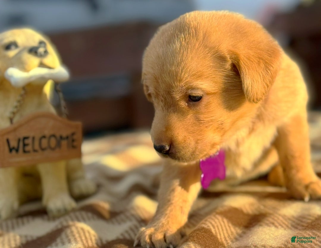 Labrador Retriever dogs for sale: Labrador Retriever Puppy 1 - Ad 6