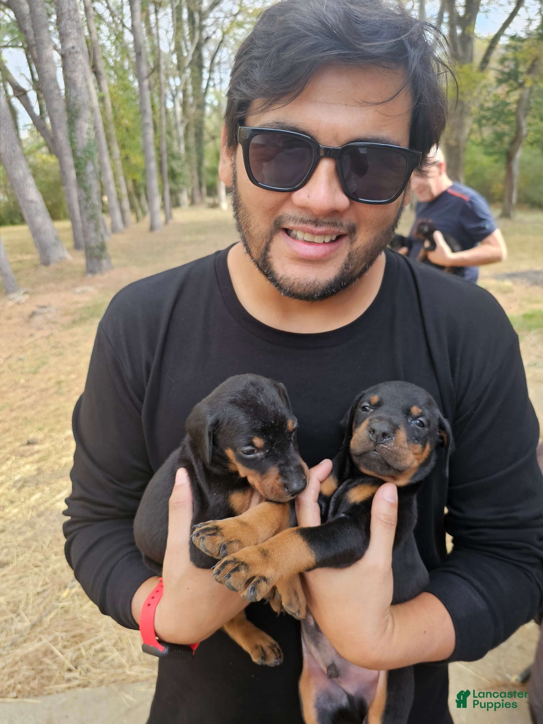 Doberman Pinscher dogs for sale: Black Female - Ad 7