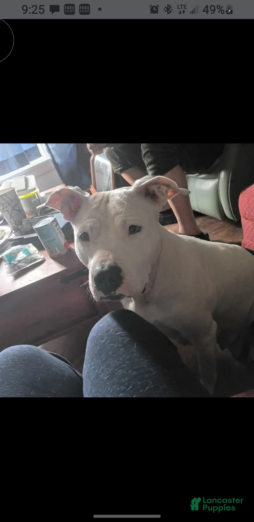 Mixed Breed dogs for sale: Mixed Breed 10 - Ad 2
