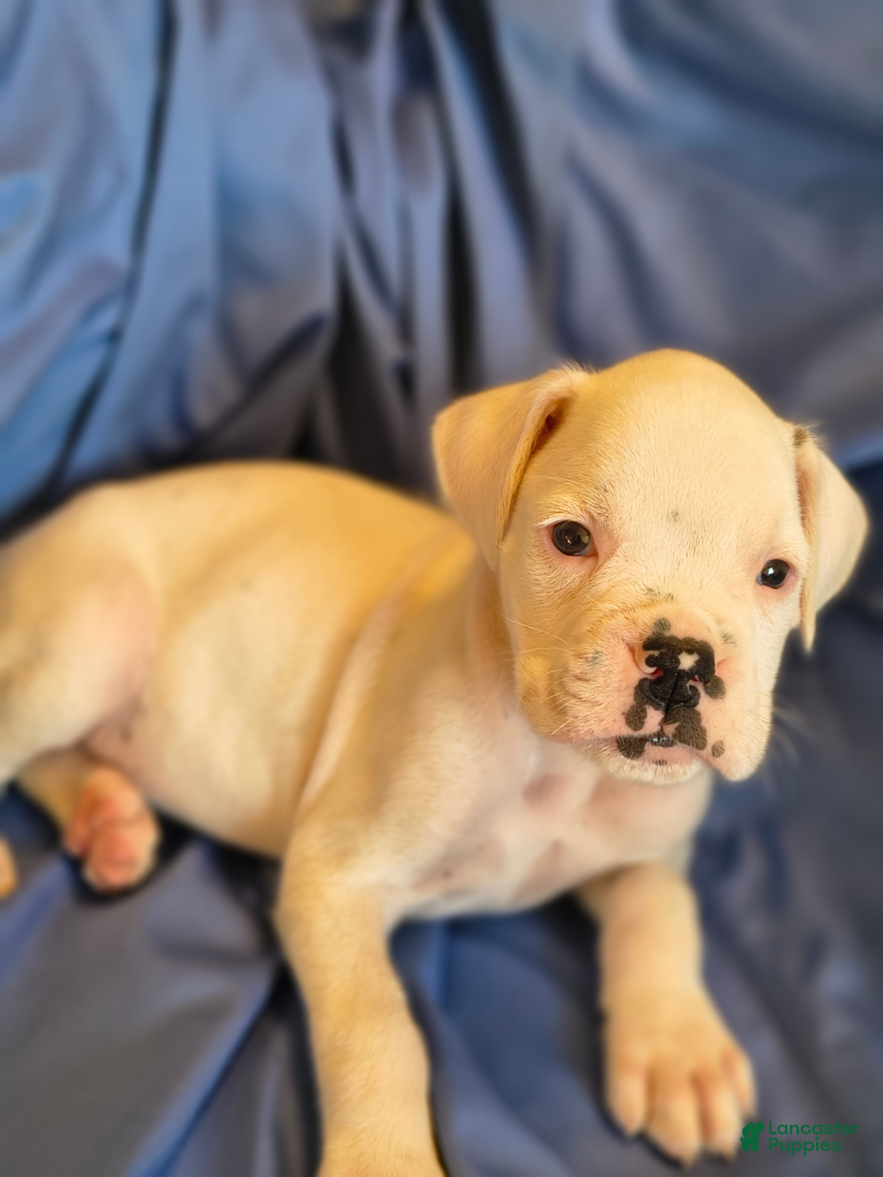 Boxer dogs Peppermint - Ad 1