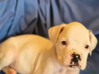 Boxer dogs for sale: Peppermint - Ad 2