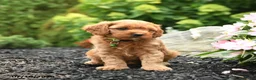 Cavapoo dogs for sale: Glory - Ad 5