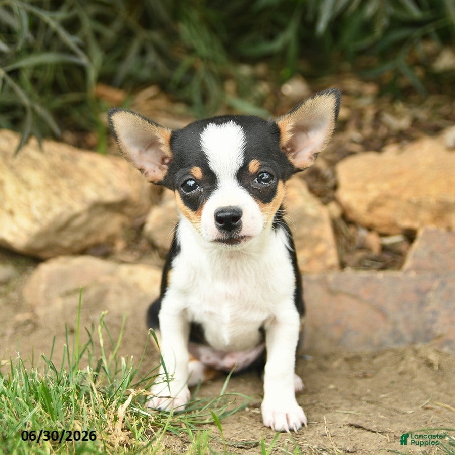 Chihuahua dogs Patriot  - Ad 1