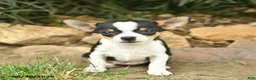 Chihuahua dogs for sale: Patriot  - Ad 1
