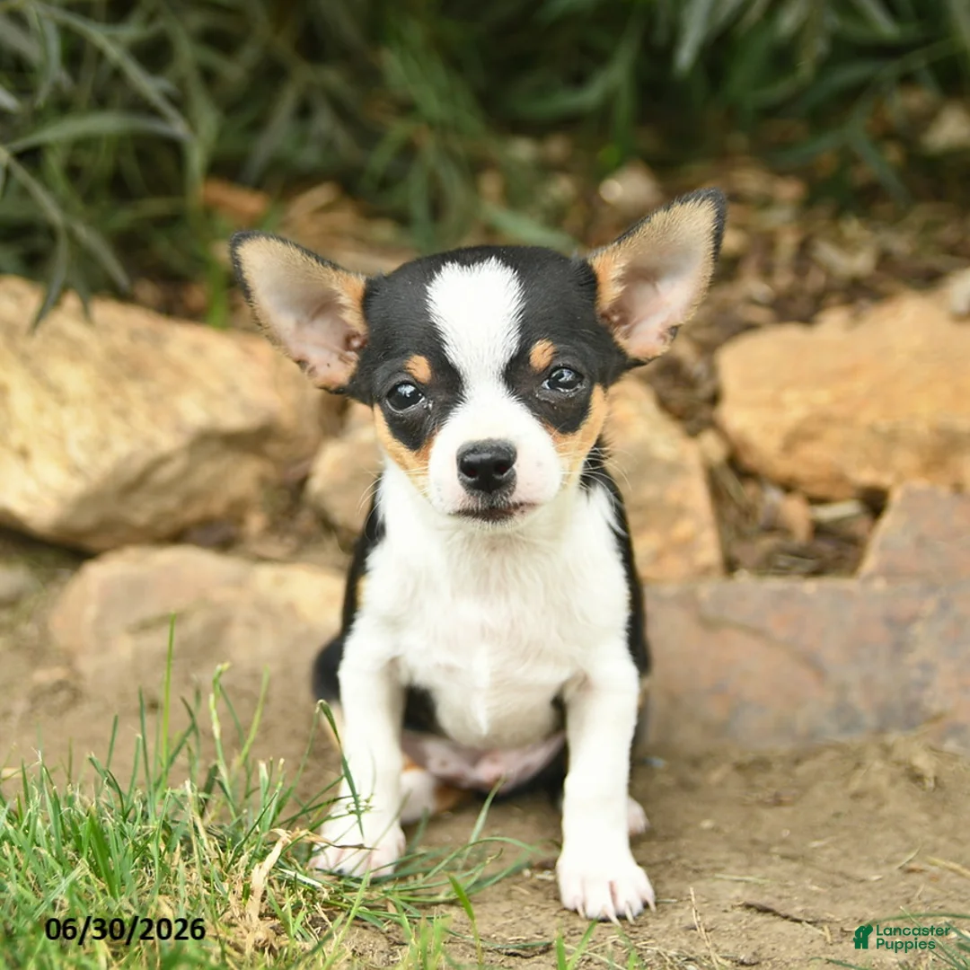 Chihuahua dogs for sale: Patriot  - Ad 1