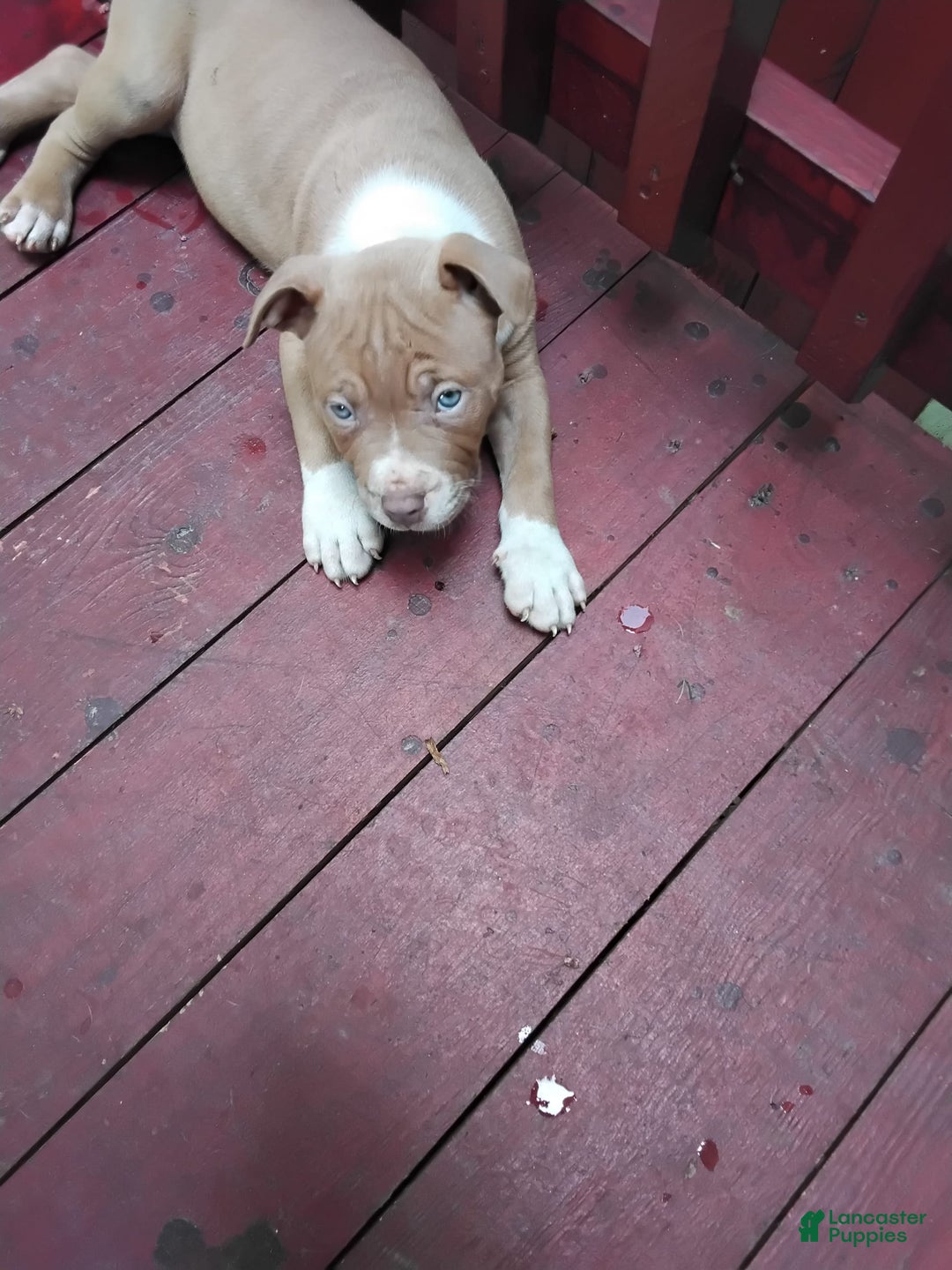 Gallery Image {{count}}