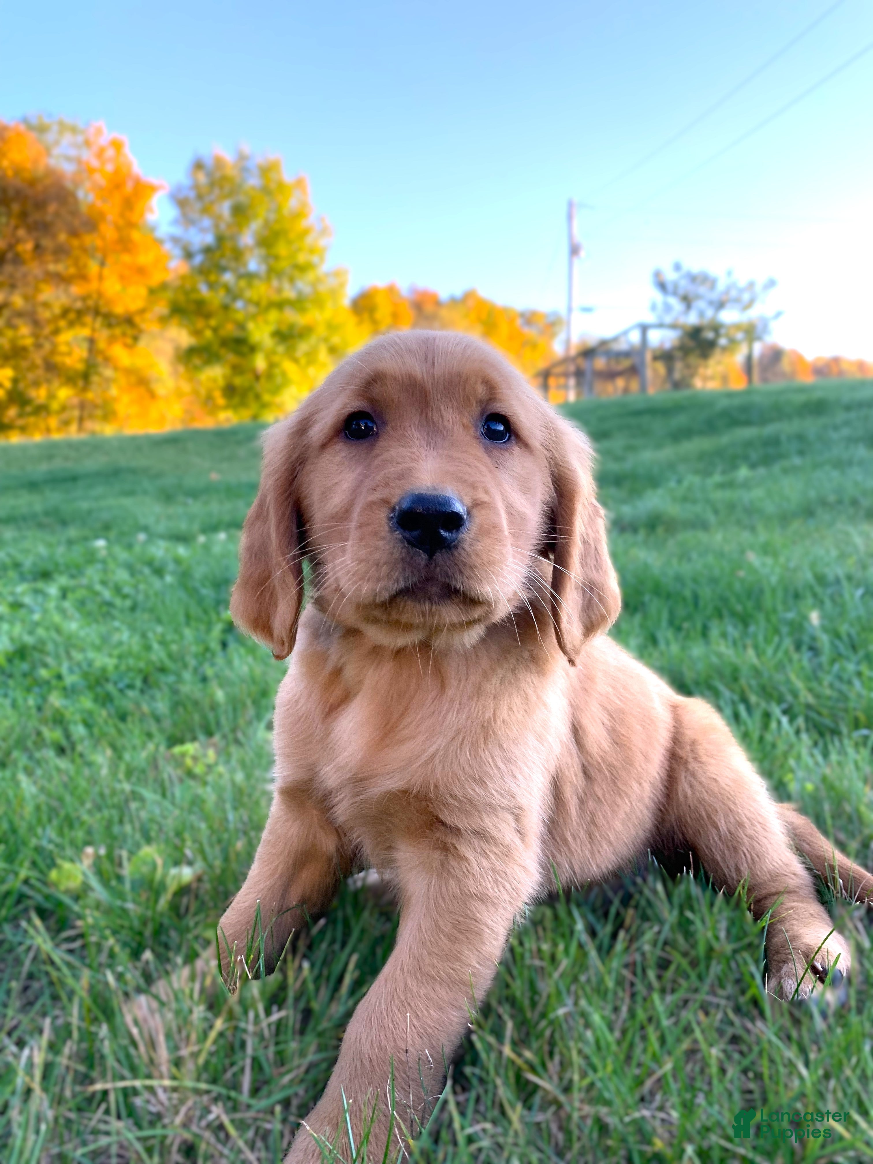 Golden Retriever dogs for sale: Jinx - Ad 2