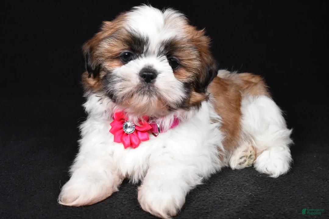 Shih Tzu dogs for sale: Layla - Ad 2