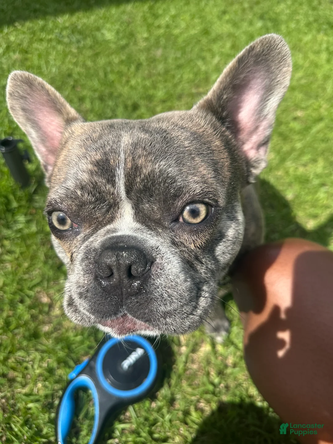 French Bulldog dogs for sale: Stitch - Ad 1