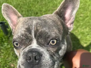 French Bulldog dogs Stitch - Ad 41