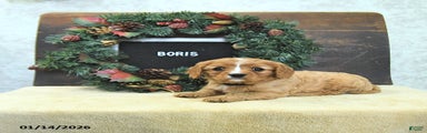 Boris