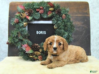 Cavalier King Charles Spaniel dogs Boris - Ad 37