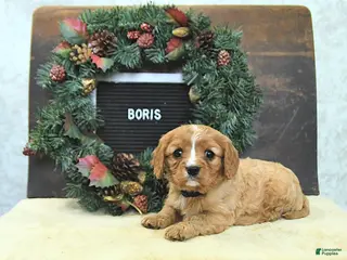 Cavalier King Charles Spaniel dogs Boris - Ad 20