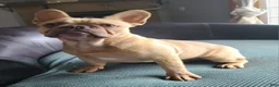 French Bulldog dogs for sale: Coco merle male - Ad 1