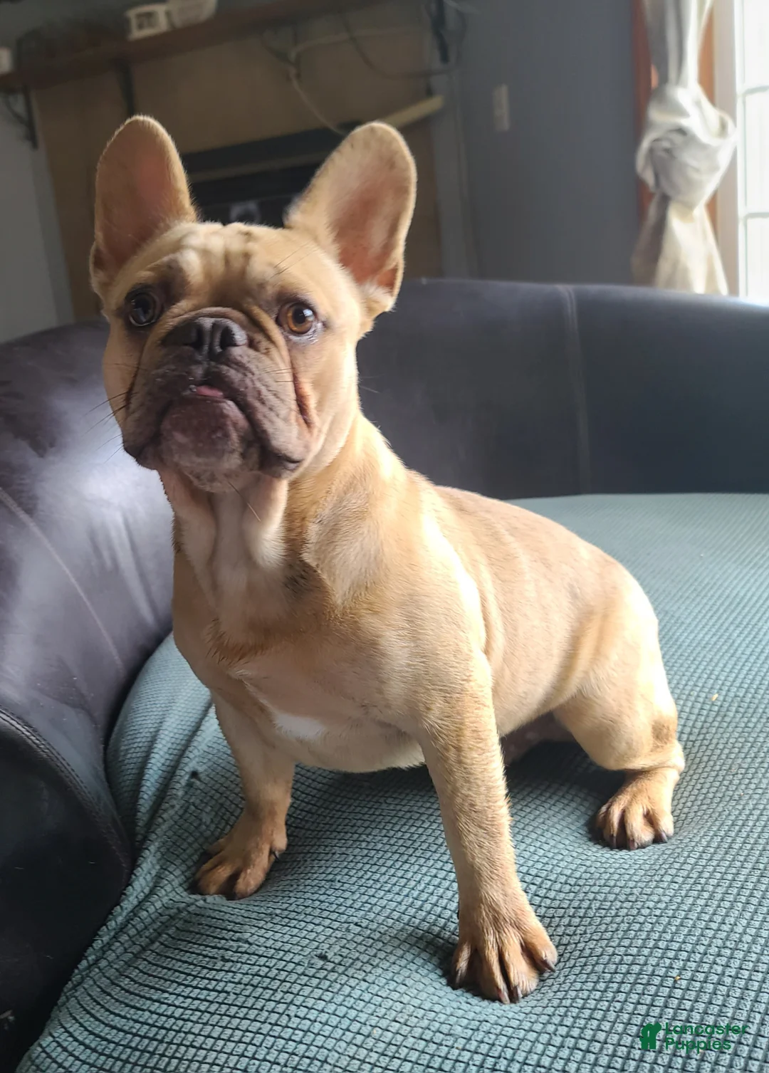 French Bulldog dogs for sale: Coco merle male - Ad 1