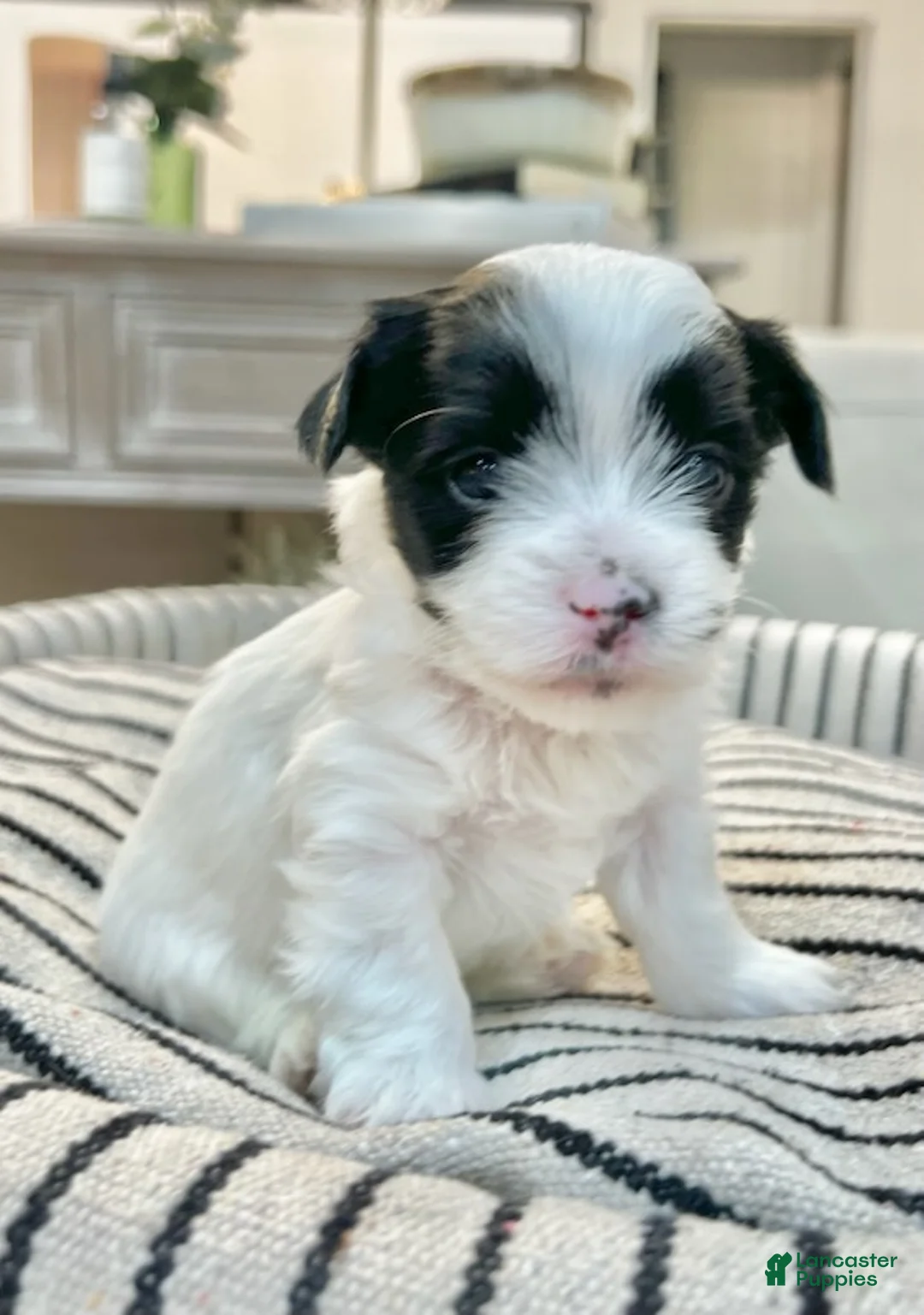 Yorkshire Terrier dogs for sale: Toby - Ad 2