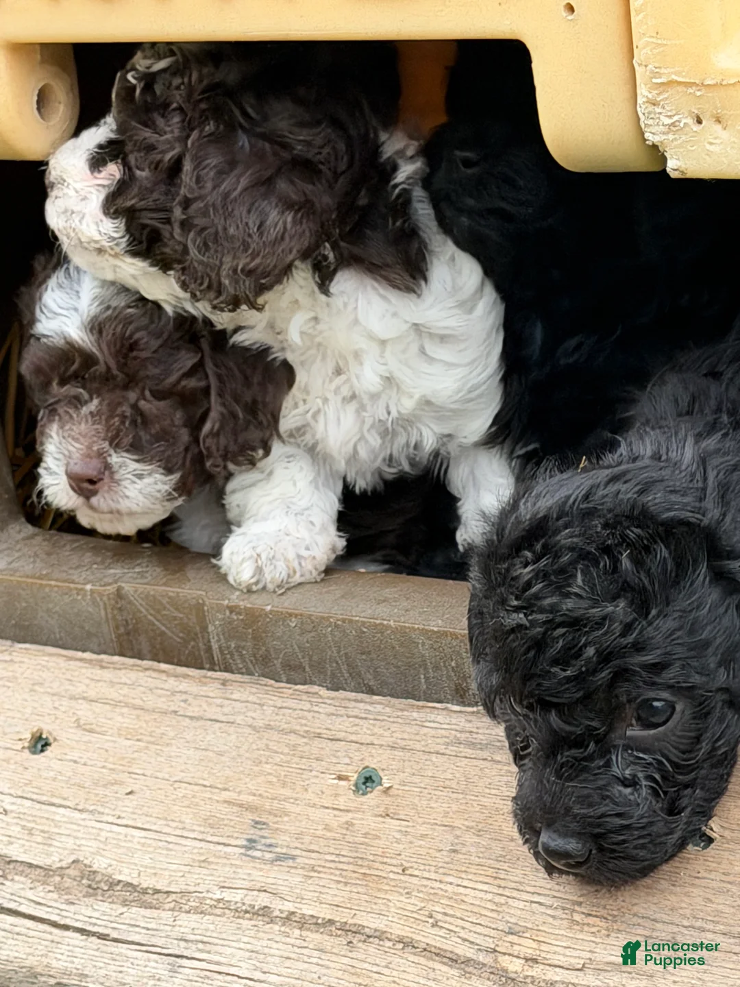 Mixed Breed dogs for sale: Dixie - Ad 2