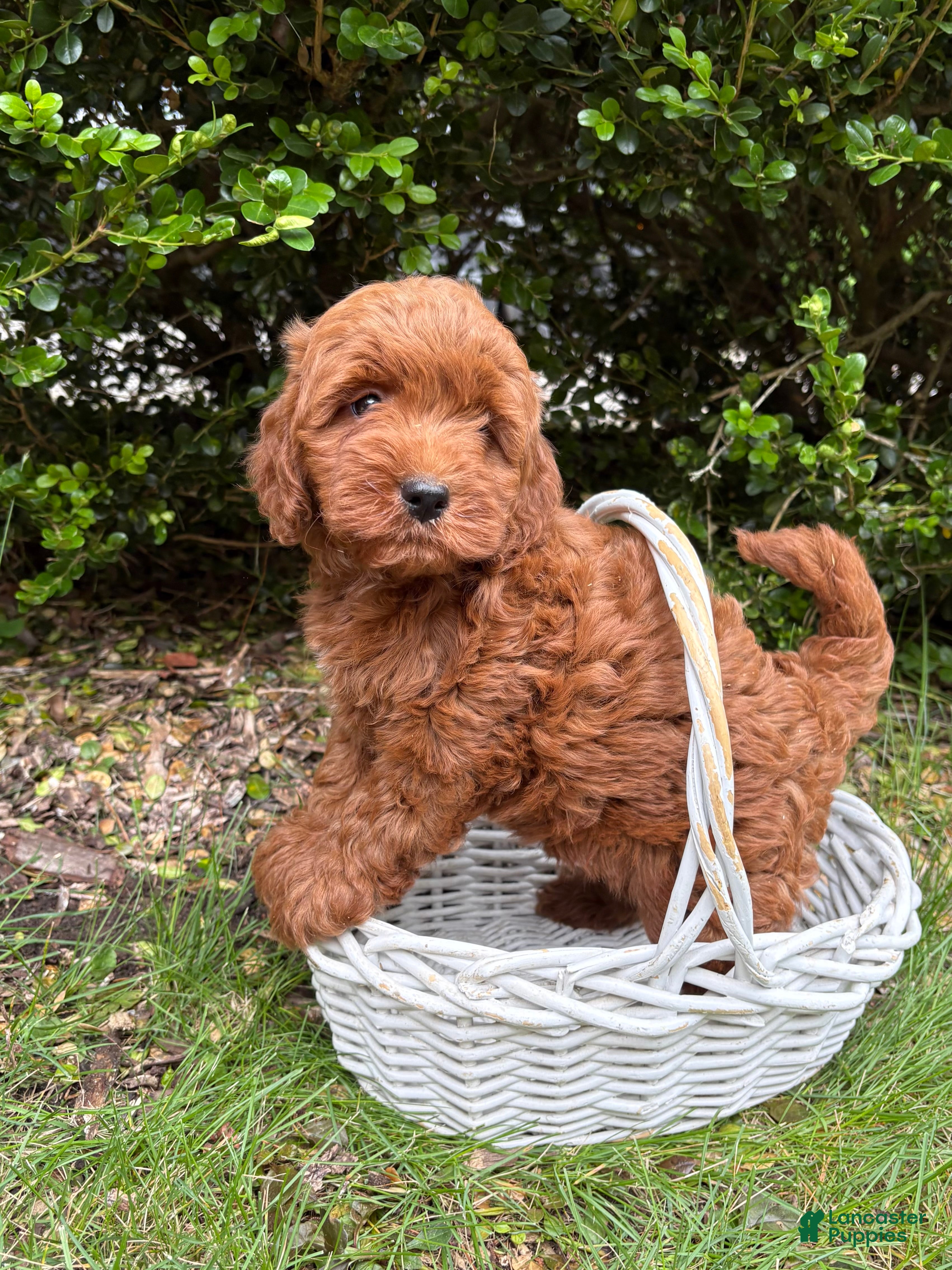 Mini Goldendoodle dogs Billie - Ad 1