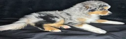 Miniature Australian Shepherd dogs for sale: McFlurry - Ad 2