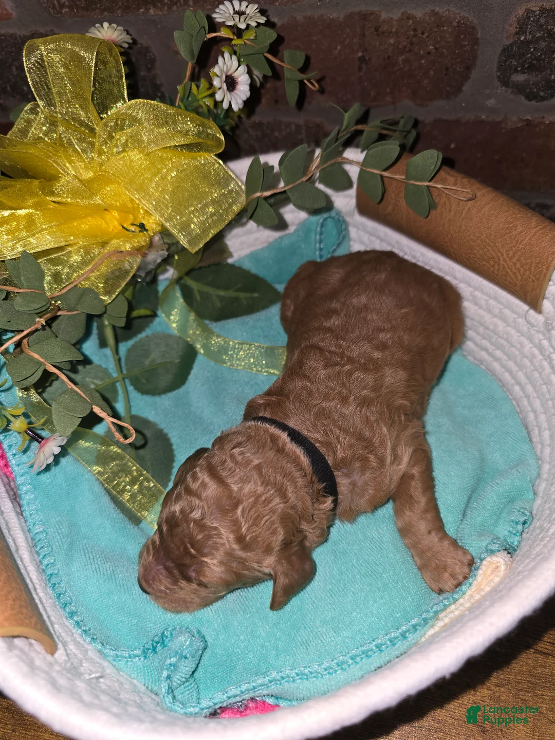 Goldendoodle dogs for sale: Goldendoodle Puppy 7 - Ad 2