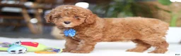 Miniature Poodle dogs for sale: Bean - Ad 5