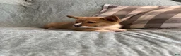 Welsh Corgi Pembroke dogs for sale: Welsh Corgi Pembroke 3 - Ad 14