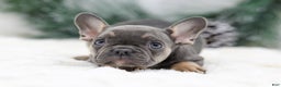 French Bulldog dogs for sale: Indie - Ad 5