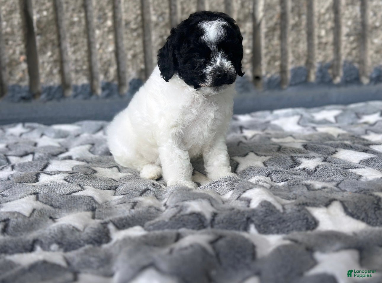 Toy Poodle dogs Storm - Ad 5