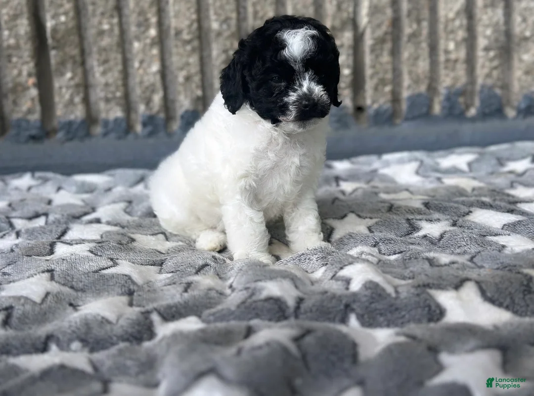 Toy Poodle dogs for sale: Storm - Ad 1