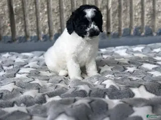 Toy Poodle dogs Storm - Ad 5