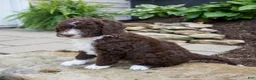 Mixed Breed dogs for sale: Flare - Ad 2