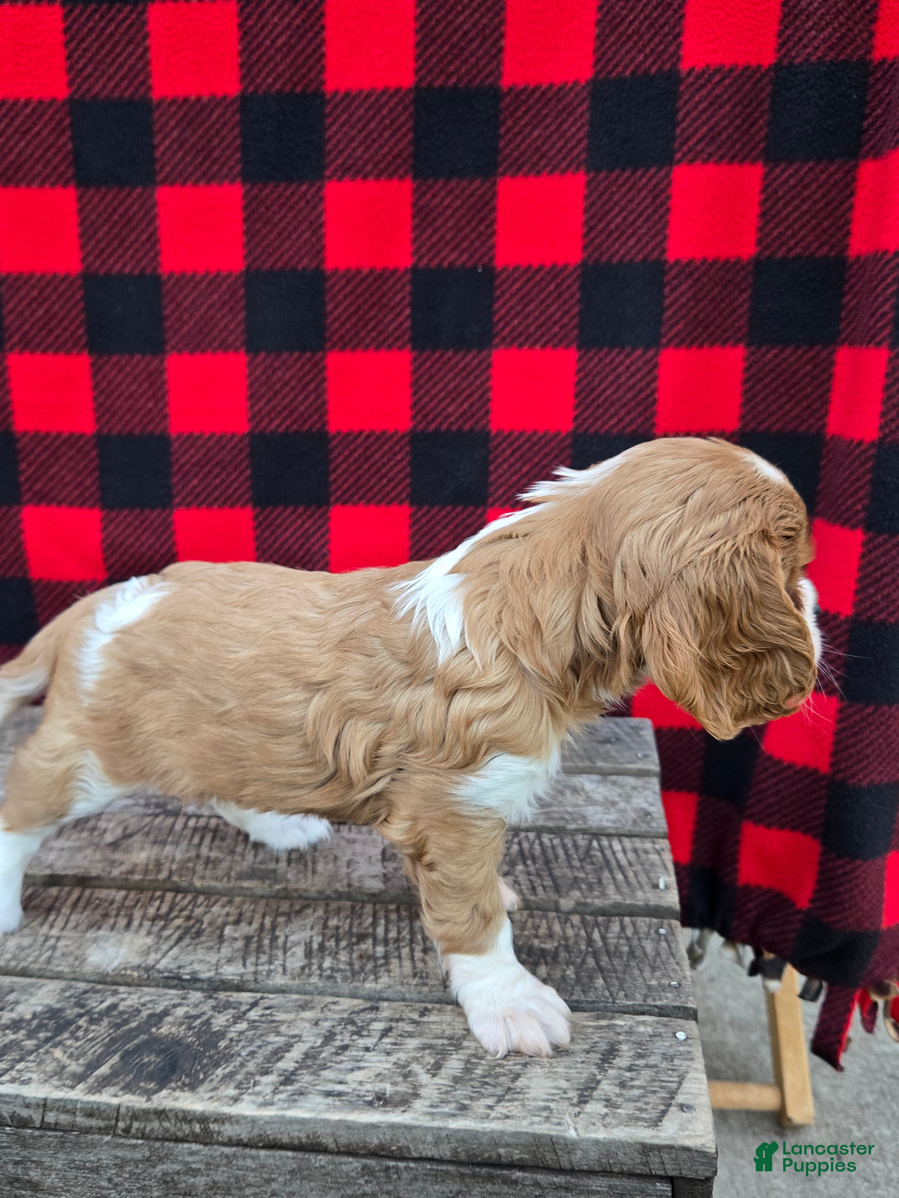 Cavalier King Charles Spaniel dogs Dixie - Ad 2