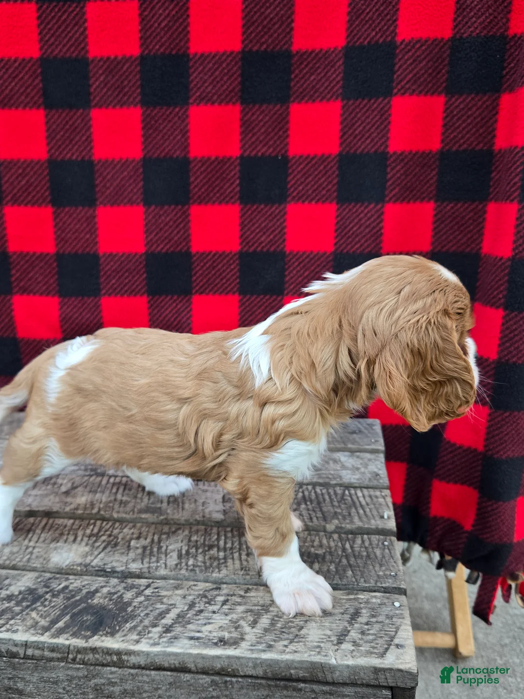 Cavalier King Charles Spaniel dogs for sale: Dixie - Ad 2