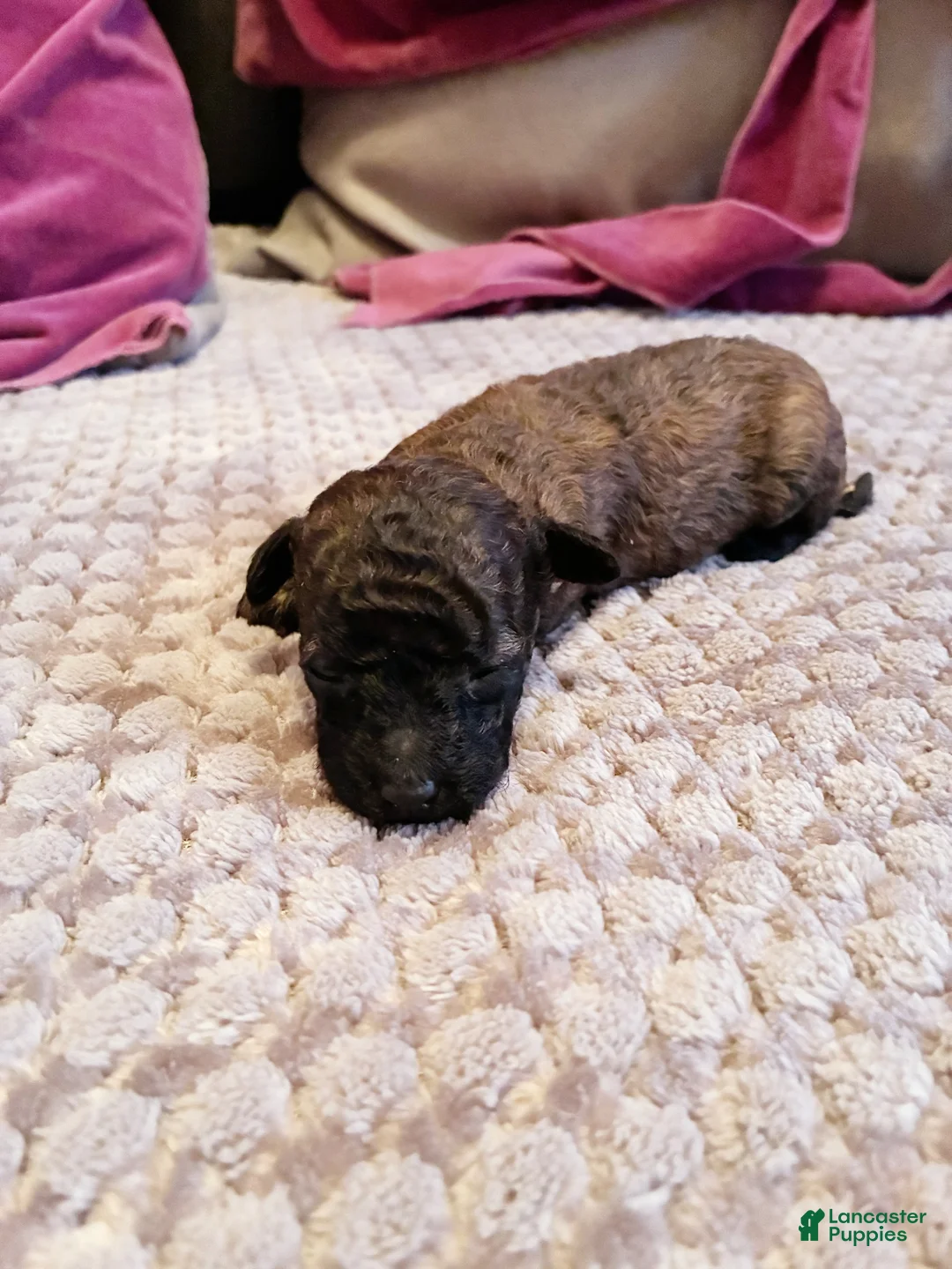 Toy Poodle dogs for sale: Diomedes Toy Poodle Puppy 4 - Ad 4